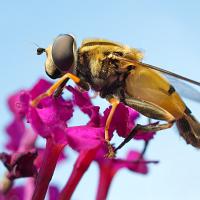 Hoverfly - Helophilus pendulus feeding 1 